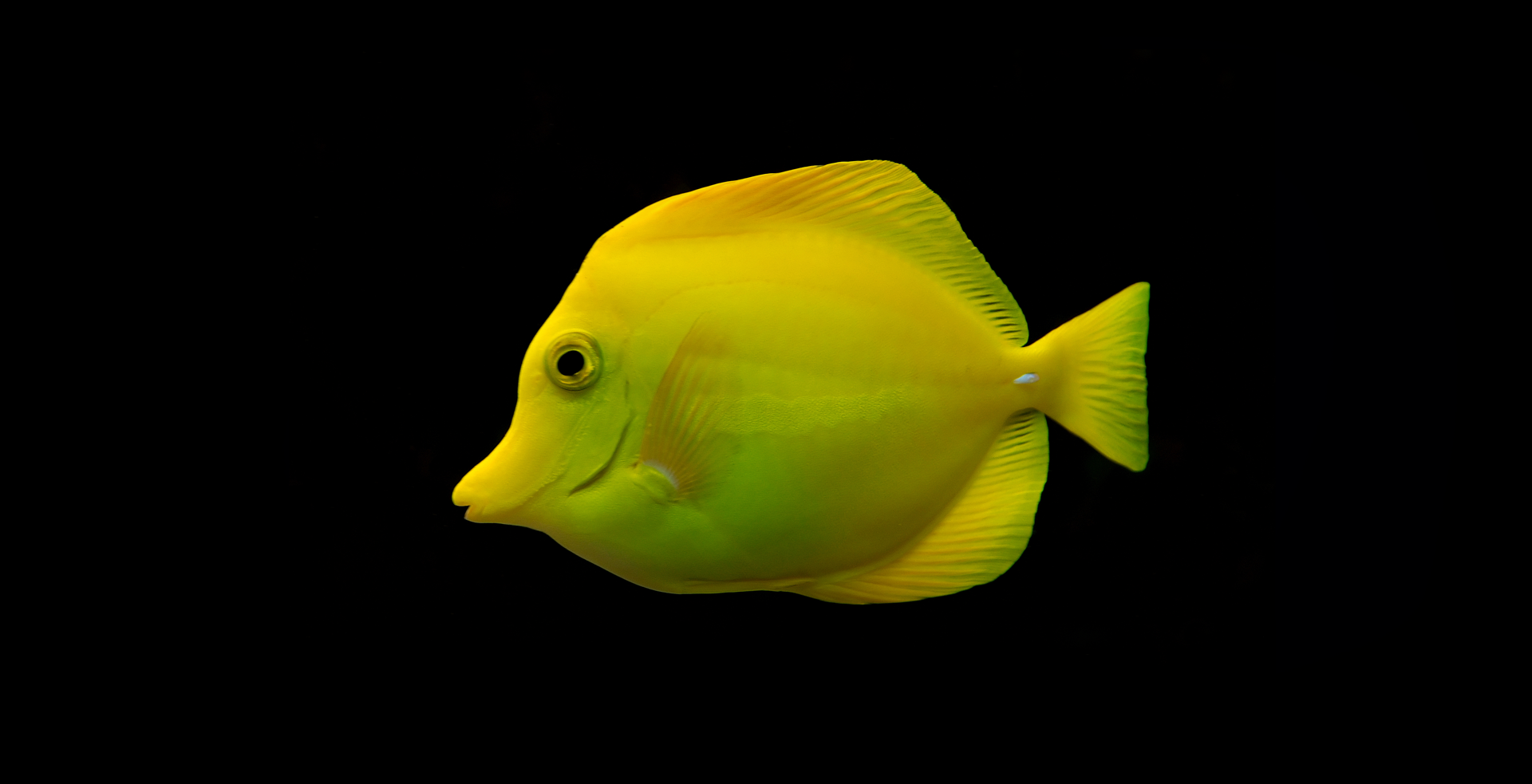 Imagem de fundo de Yellow Tang - Poytara